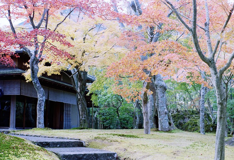 beautiful foliage in Hakone